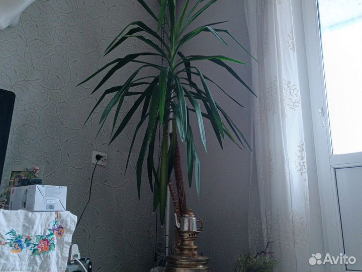 Пальма юкка