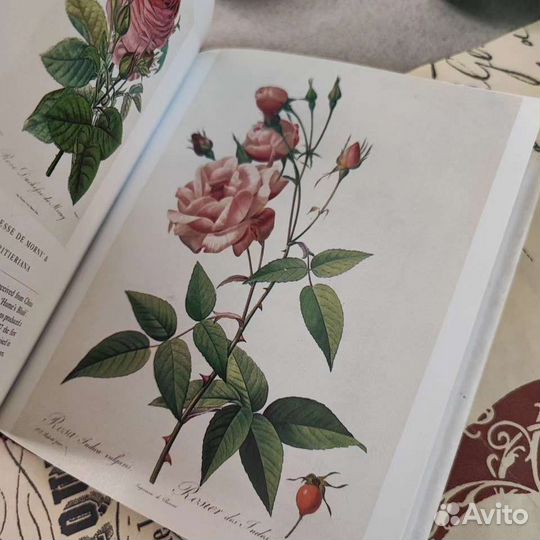 Книга Flora с ботаническими иллюстрациями