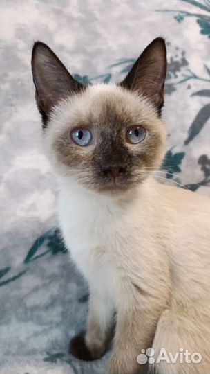 Котенок Кэтти ищет дом