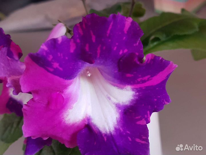 Стрептокарпус молодое растение (черенок)