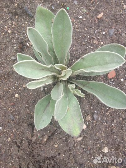 Растения для сада