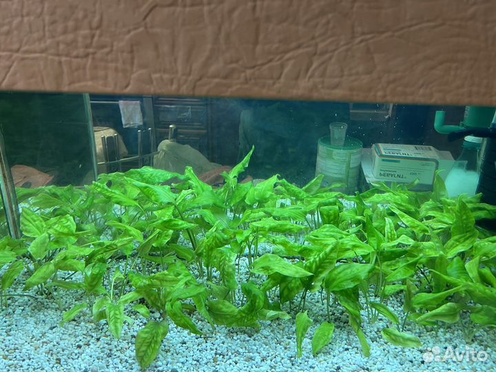 Аквариумные растения Криптокорина