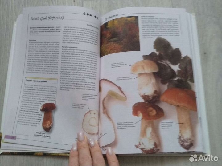 Справочник о грибах