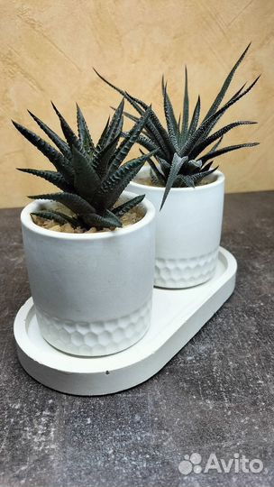 Красотки хавортии в кашпо