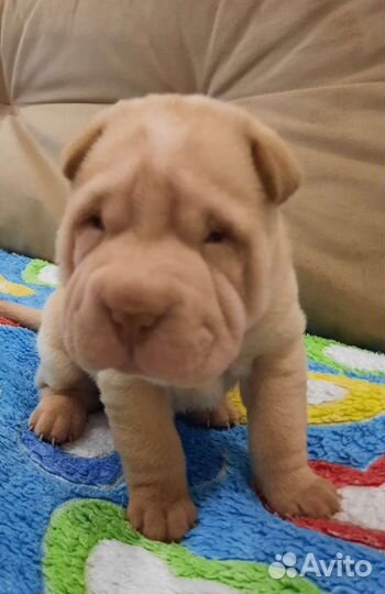 Щенки шарпей