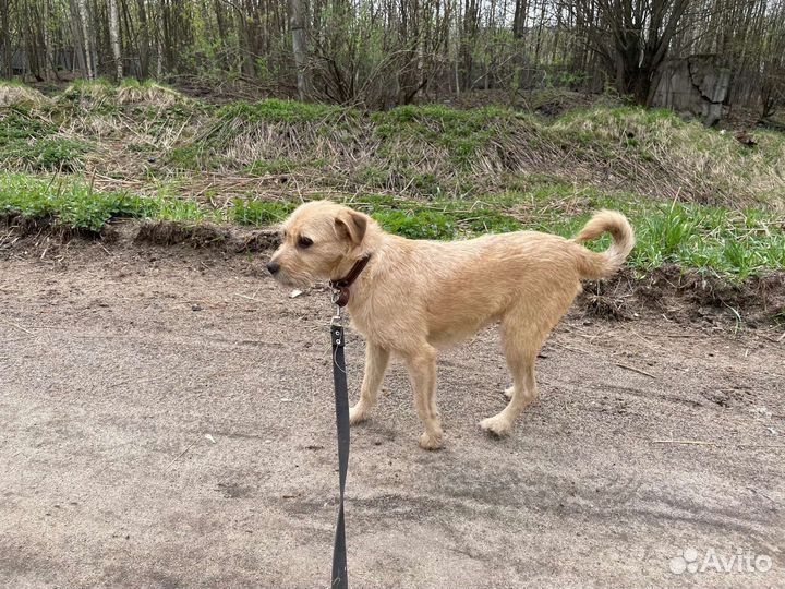 Небольшая собачка терьерчик