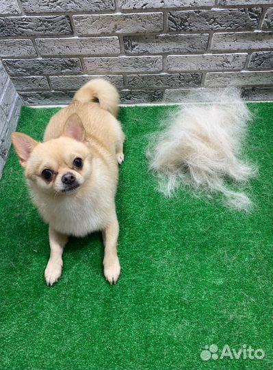 Экспресс линька чихуахуа