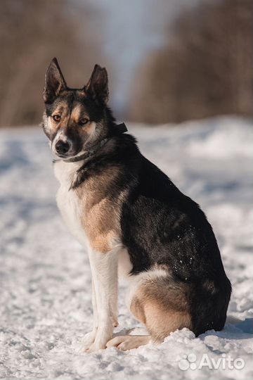 Красавец Альбус ищет дом