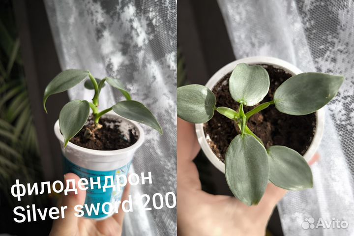 Комнатные растения