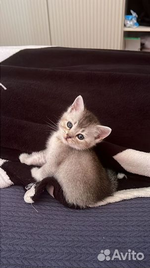 Котенок британец