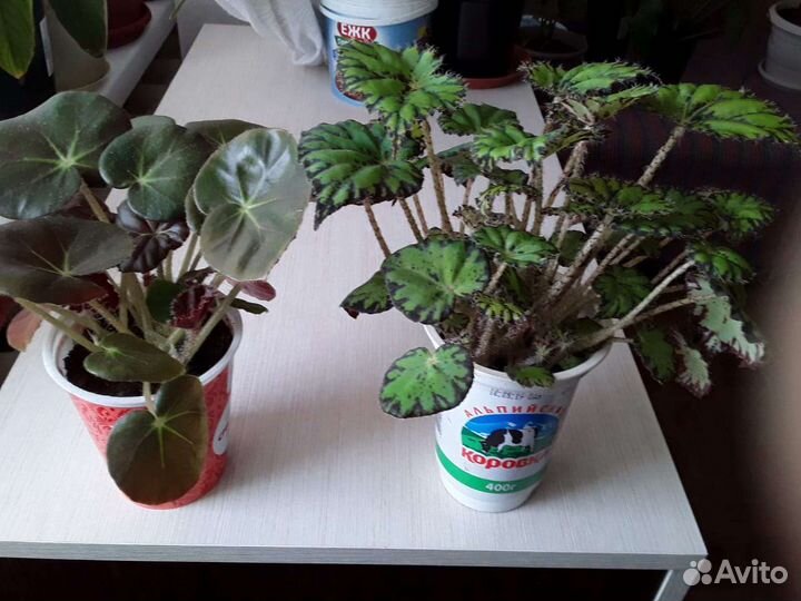 Комнатные цветы