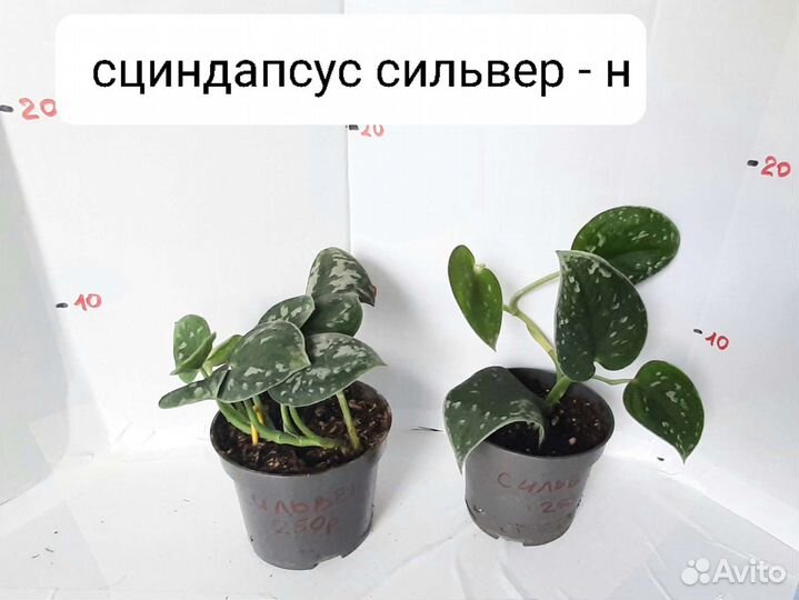 Фикус, сциндапсус эпипремнум филодендрон