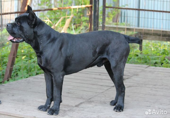 Кане Корсо щенки