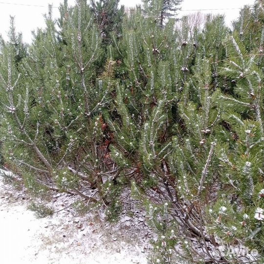 Семена сосны горной Мугус (Pinus Mughus), за 50 шт