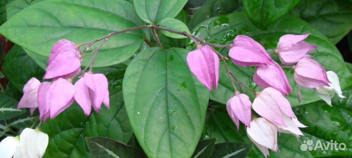 Клеродендрум