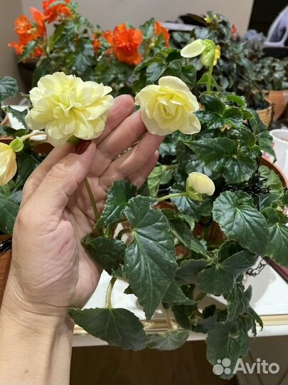 Беликонии, белины, иконии, солении и элатиорки