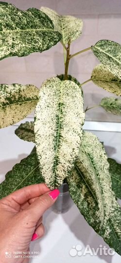 Фикус Нью клон