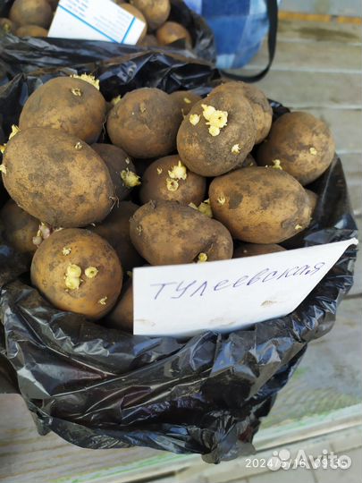Картофель семенной
