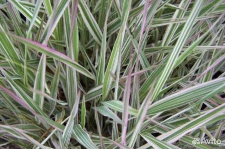 Фалярис тростниковый Триколор