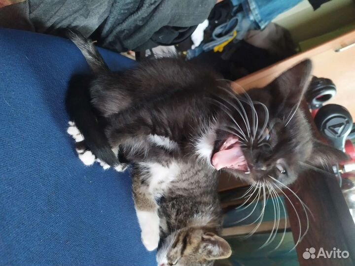 Котята в добрые руки бесплатно