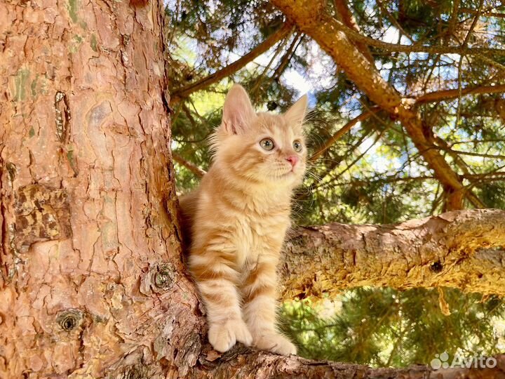 Кот красный мрамор из питомника