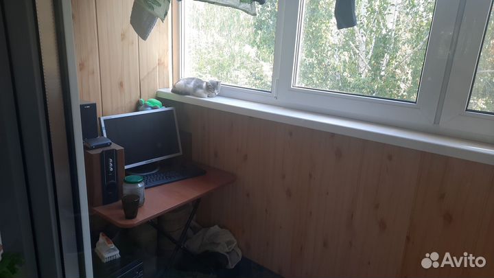 Кошка в дар