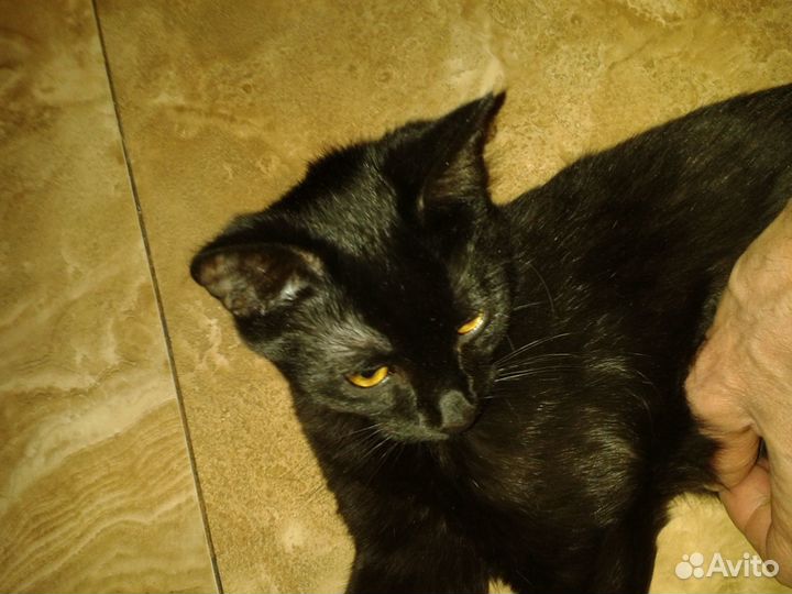 Отдаю котенка мальчика