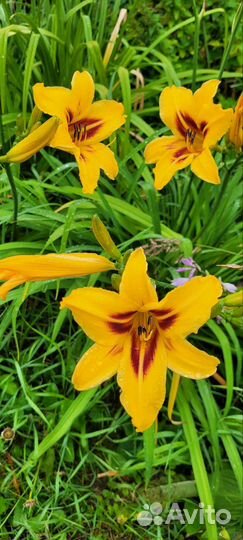 Лилейники сортовые