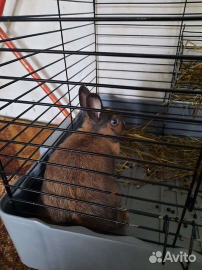 Декоративные кролики