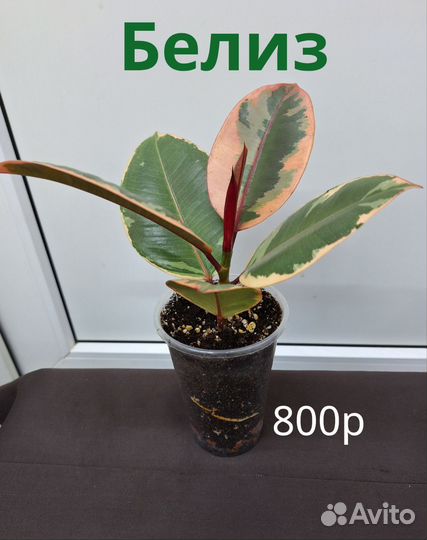 Фикус каучуконосный