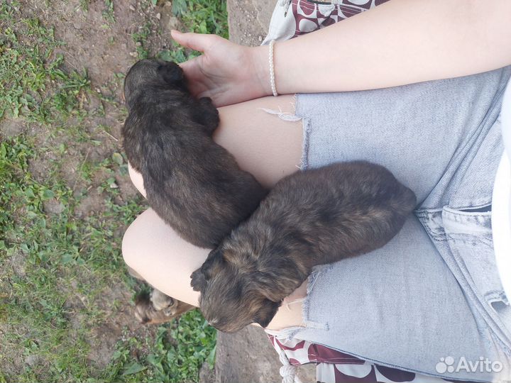 Отдам щенка в добрые руки