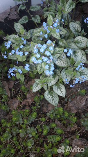 Растения, цветы для сада