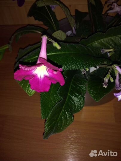 Стрептокарпусы