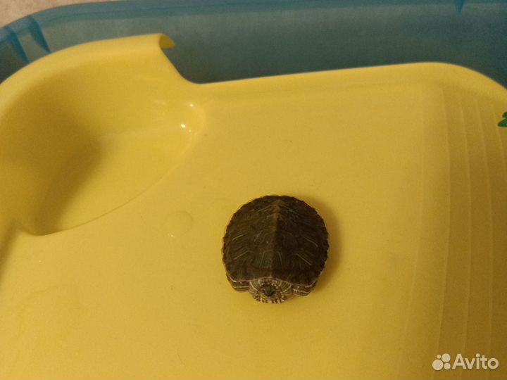 Террариум с красноухой черепашкой