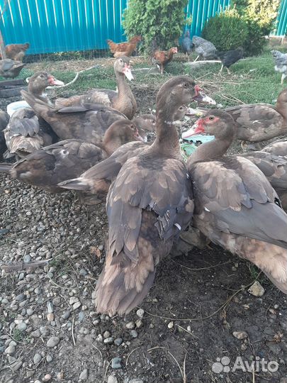 Утята,утки,селезни на племя и мясо