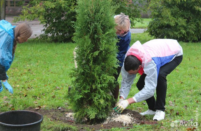 Туя 70-80 см