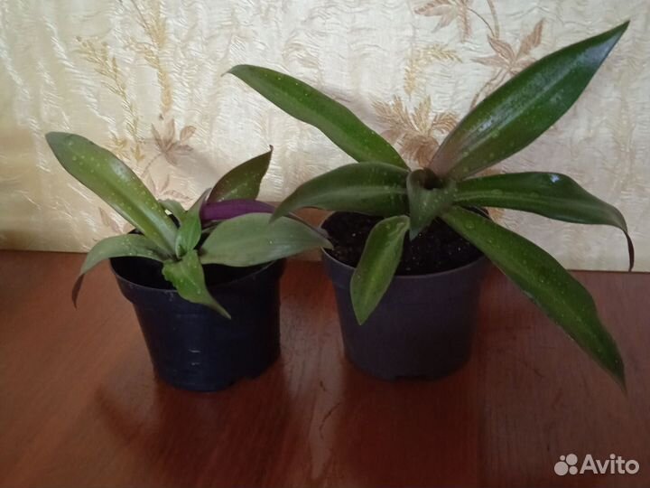 Крассула толстянка