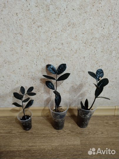 Замиокулькас черный равен