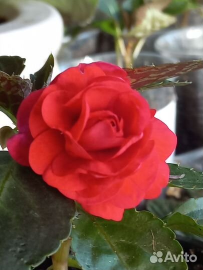 Бальзамин комнатные цветы растения разные сорта