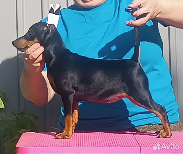 Девочка цвергпинчер