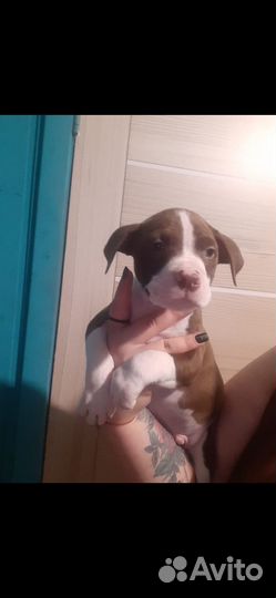 Щенок питбуля