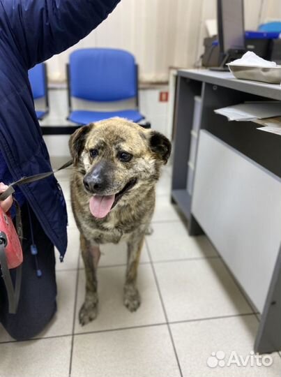 Тиграша ждет маму