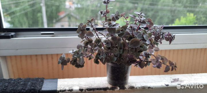 Традесканция мелколистная (коллизия ползучая)