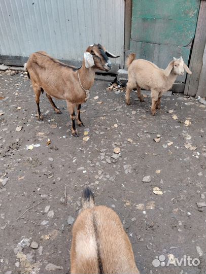Нубийские козлята