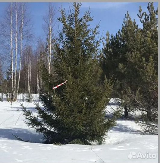 Елка Ель Сосна оптом