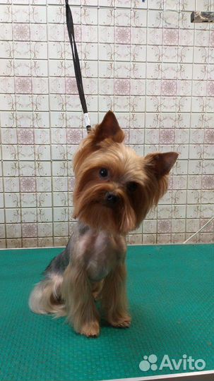 Молодой красавчик ищет девочку для вязки