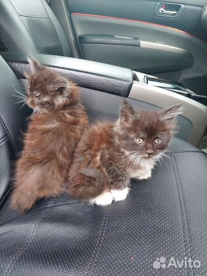 Котята мейн-кун