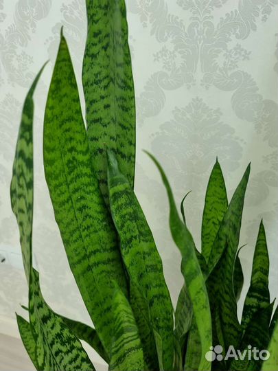 Сансевиерия Лоуренти и Зелайника