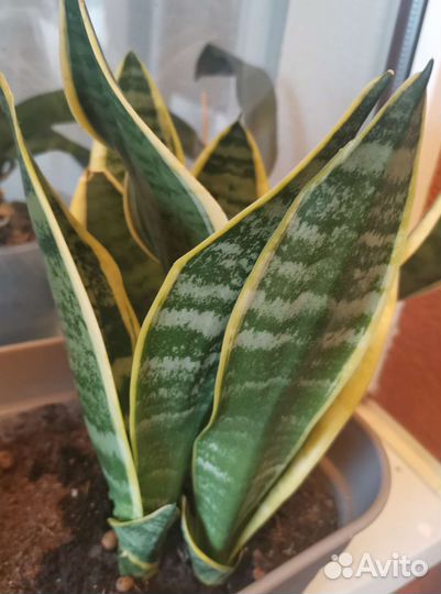 Сансевиерия /щучий хвост