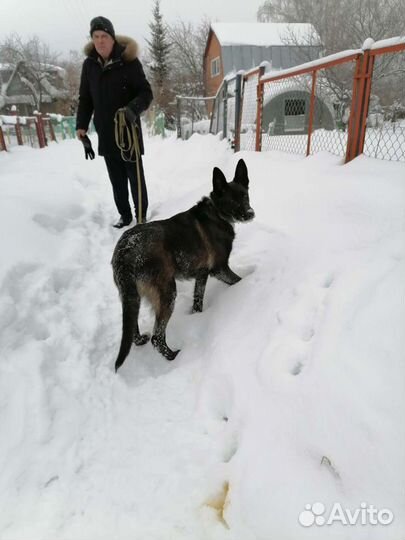 Метис овчарки, девочка